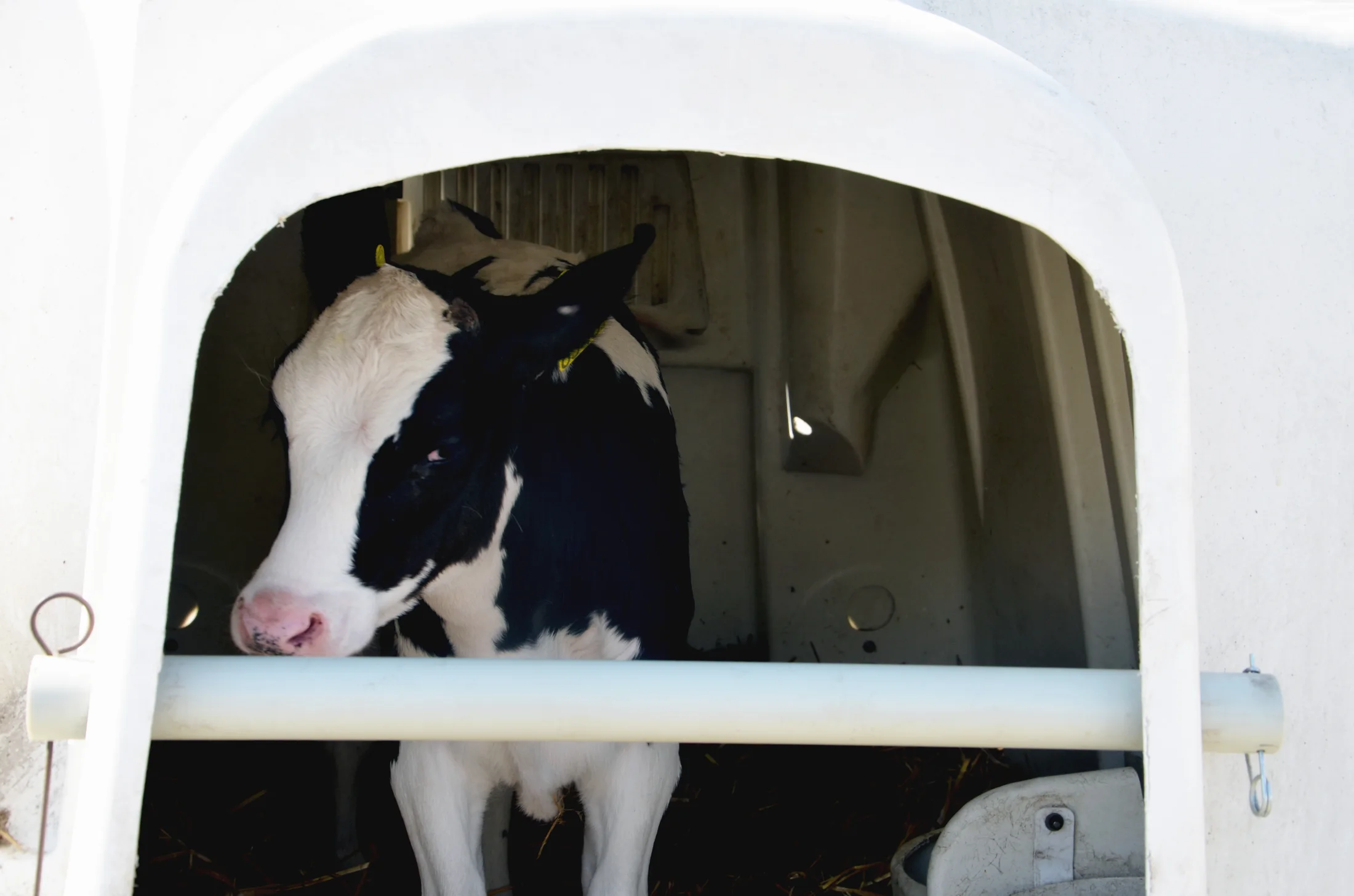 Cielę przy budce Agri-Plastics