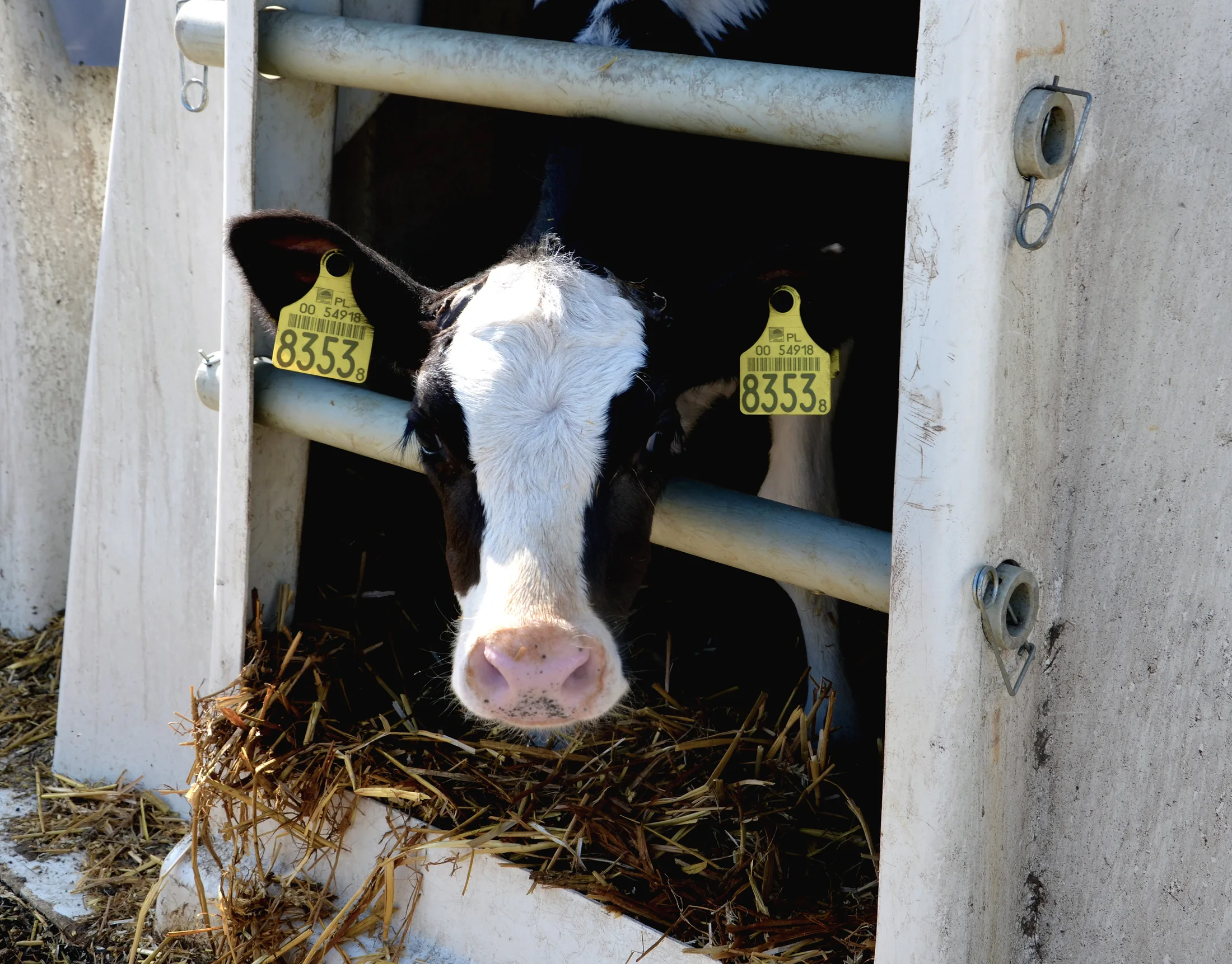 Cielak w budce Agri-Plastics